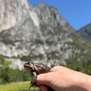 A small brown and tan California red-legged frog sits on a person's fingers with Yosemite Falls and granite cliffs behind.
