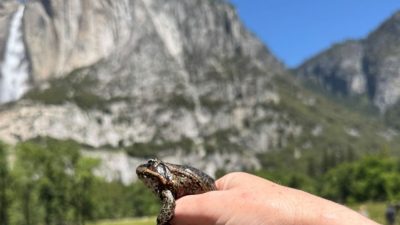 A small brown and tan California red-legged frog sits on a person's fingers with Yosemite Falls and granite cliffs behind.