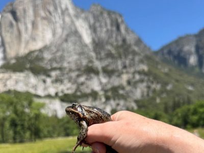 A small brown and tan California red-legged frog sits on a person's fingers with Yosemite Falls and granite cliffs behind.