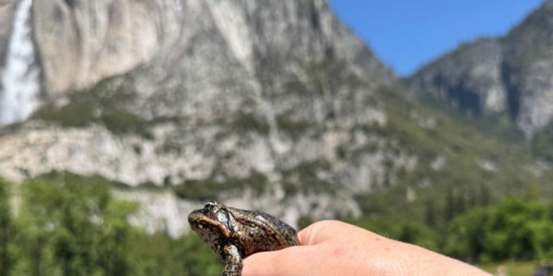 A small brown and tan California red-legged frog sits on a person's fingers with Yosemite Falls and granite cliffs behind.