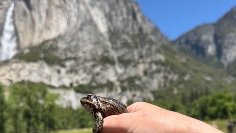 A small brown and tan California red-legged frog sits on a person's fingers with Yosemite Falls and granite cliffs behind.