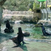 Three California sea lions rest on rock ledges and swim in a green pool habitat surrounded by stone and greenery.