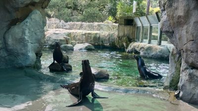 Three California sea lions rest on rock ledges and swim in a green pool habitat surrounded by stone and greenery.