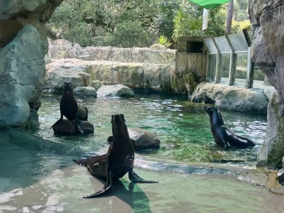 Three California sea lions rest on rock ledges and swim in a green pool habitat surrounded by stone and greenery.