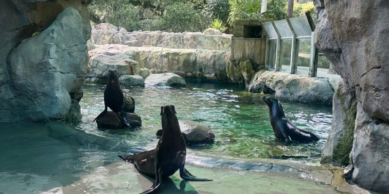 Three California sea lions rest on rock ledges and swim in a green pool habitat surrounded by stone and greenery.