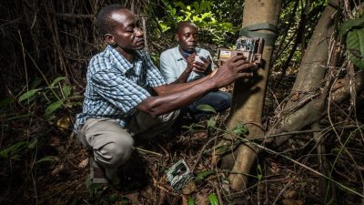 A field researcher crouches at the base of a tree in dense green forest, strapping a camera trap housing to the trunk.