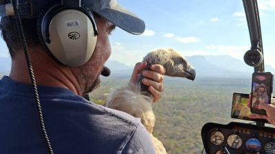 A man in a cap and aviation headset sits in the front of a helicopter over dry bushveld, holding a Cape Vulture upright against his chest with one hand around its neck, the bird's pale hooked bill and dark eye turned toward the window.