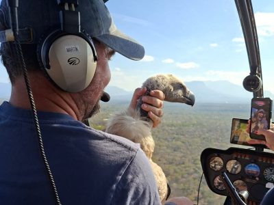 A man in a cap and aviation headset sits in the front of a helicopter over dry bushveld, holding a Cape Vulture upright against his chest with one hand around its neck, the bird's pale hooked bill and dark eye turned toward the window.
