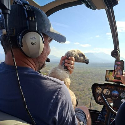 A man in a cap and aviation headset sits in the front of a helicopter over dry bushveld, holding a Cape Vulture upright against his chest with one hand around its neck, the bird's pale hooked bill and dark eye turned toward the window.