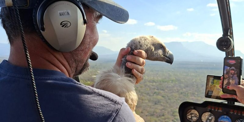 A man in a cap and aviation headset sits in the front of a helicopter over dry bushveld, holding a Cape Vulture upright against his chest with one hand around its neck, the bird's pale hooked bill and dark eye turned toward the window.