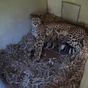A cheetah lies on straw bedding in a den while four small cubs nurse against her side, seen from an overhead camera.