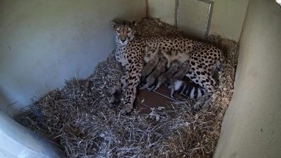 A cheetah lies on straw bedding in a den while four small cubs nurse against her side, seen from an overhead camera.