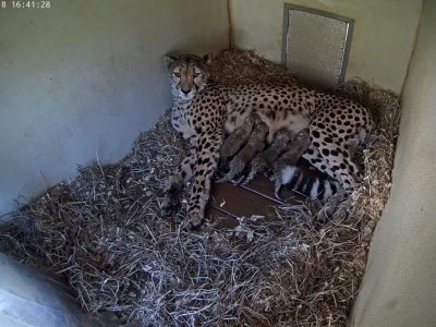 A cheetah lies on straw bedding in a den while four small cubs nurse against her side, seen from an overhead camera.