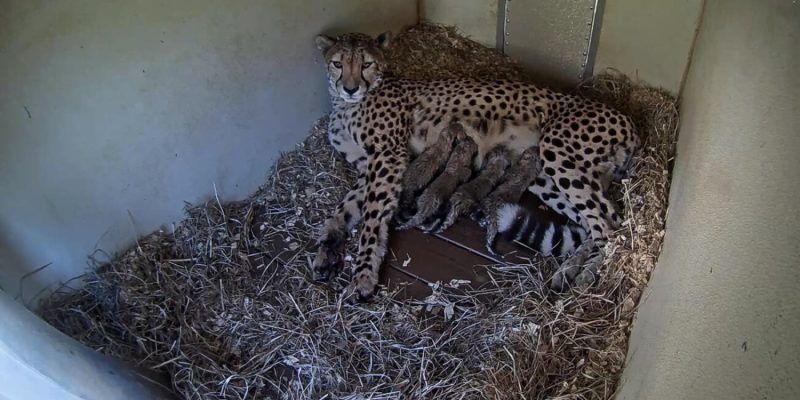 A cheetah lies on straw bedding in a den while four small cubs nurse against her side, seen from an overhead camera.
