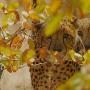 Two cheetahs rest in dry woodland behind a screen of yellow and orange leaves, the nearer animal looking toward the camera and the second partly hidden behind it.