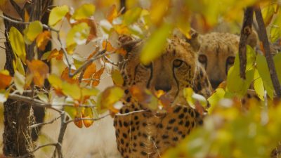 Two cheetahs rest in dry woodland behind a screen of yellow and orange leaves, the nearer animal looking toward the camera and the second partly hidden behind it.
