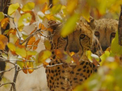 Two cheetahs rest in dry woodland behind a screen of yellow and orange leaves, the nearer animal looking toward the camera and the second partly hidden behind it.