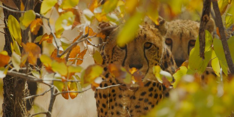 Two cheetahs rest in dry woodland behind a screen of yellow and orange leaves, the nearer animal looking toward the camera and the second partly hidden behind it.