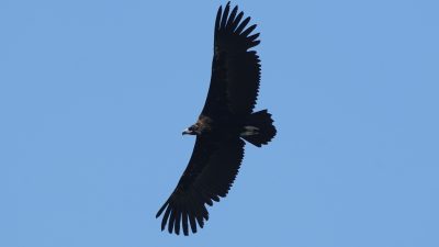 A large dark cinereous vulture soars against a clear blue sky with a green wing tag visible.