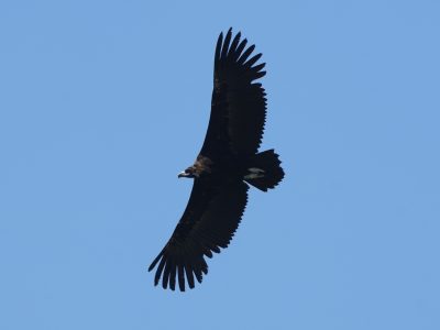 A large dark cinereous vulture soars against a clear blue sky with a green wing tag visible.