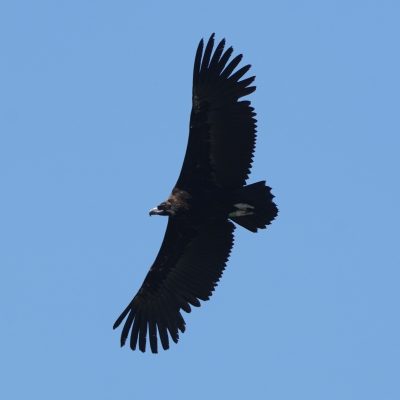 A large dark cinereous vulture soars against a clear blue sky with a green wing tag visible.