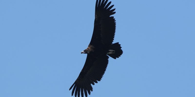 A large dark cinereous vulture soars against a clear blue sky with a green wing tag visible.