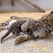 An adult clouded leopard lies on wood shavings grooming a small spotted cub beside her.