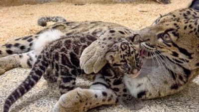 An adult clouded leopard lies on wood shavings grooming a small spotted cub beside her.