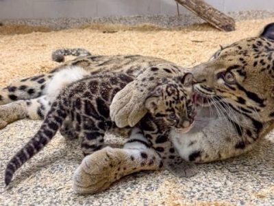 An adult clouded leopard lies on wood shavings grooming a small spotted cub beside her.