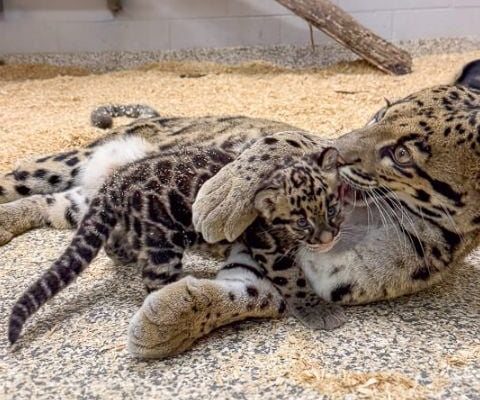 An adult clouded leopard lies on wood shavings grooming a small spotted cub beside her.
