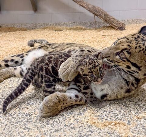 An adult clouded leopard lies on wood shavings grooming a small spotted cub beside her.