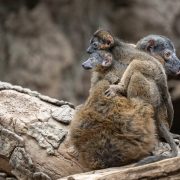 A collared lemur sits on a log with two small infants clinging to her back and side.