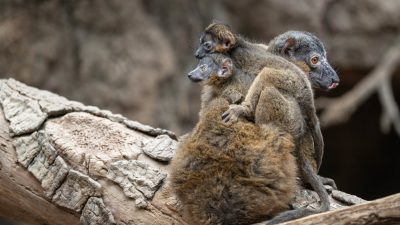 A collared lemur sits on a log with two small infants clinging to her back and side.