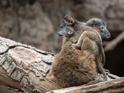 A collared lemur sits on a log with two small infants clinging to her back and side.