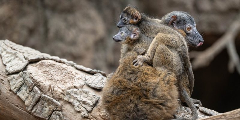 A collared lemur sits on a log with two small infants clinging to her back and side.