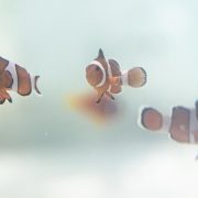 Three ocellaris clownfish swim in a pale, sparsely furnished quarantine tank.