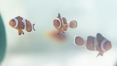 Three ocellaris clownfish swim in a pale, sparsely furnished quarantine tank.
