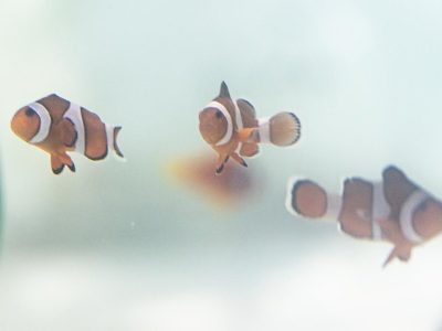 Three ocellaris clownfish swim in a pale, sparsely furnished quarantine tank.