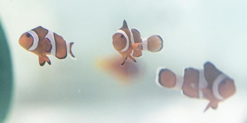Three ocellaris clownfish swim in a pale, sparsely furnished quarantine tank.