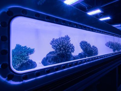 A long, brightly lit aquarium tank glowing blue in a dark room, holding several branching and plating coral colonies on a pale sand bed.