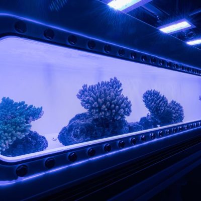 A long, brightly lit aquarium tank glowing blue in a dark room, holding several branching and plating coral colonies on a pale sand bed.