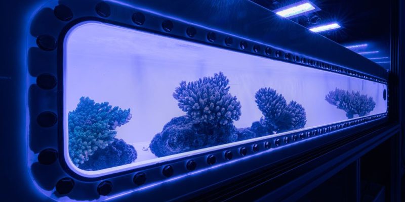 A long, brightly lit aquarium tank glowing blue in a dark room, holding several branching and plating coral colonies on a pale sand bed.