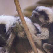 An adult cotton-top tamarin with a shock of white head fur sits on a branch with two small infants clinging to its back.