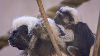 An adult cotton-top tamarin with a shock of white head fur sits on a branch with two small infants clinging to its back.