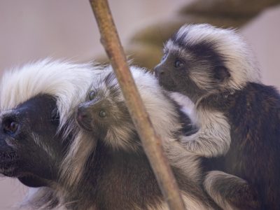 An adult cotton-top tamarin with a shock of white head fur sits on a branch with two small infants clinging to its back.