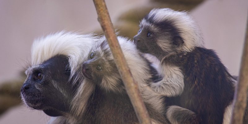 An adult cotton-top tamarin with a shock of white head fur sits on a branch with two small infants clinging to its back.