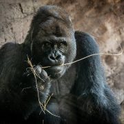 A silverback gorilla holding a stem of dry grass