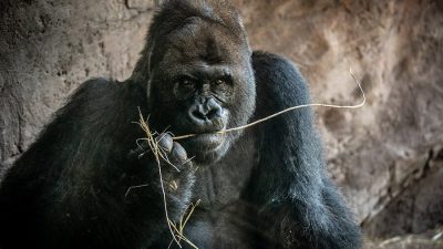 A silverback gorilla holding a stem of dry grass
