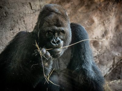 A silverback gorilla holding a stem of dry grass