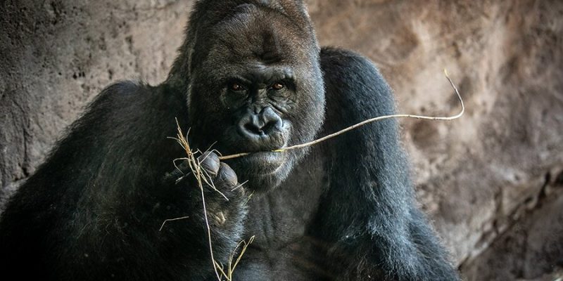 A silverback gorilla holding a stem of dry grass